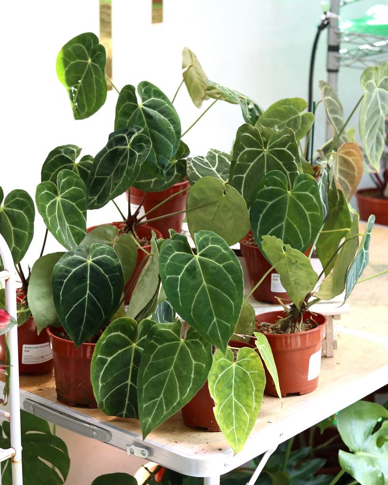 Anthurium Crystallinum