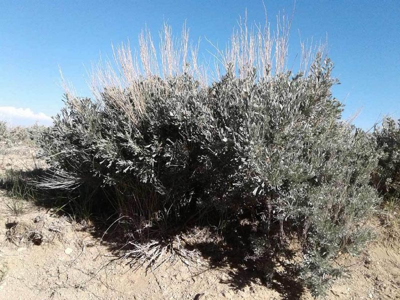 Big Sagebrush