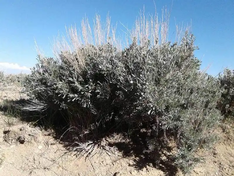 Big Sagebrush