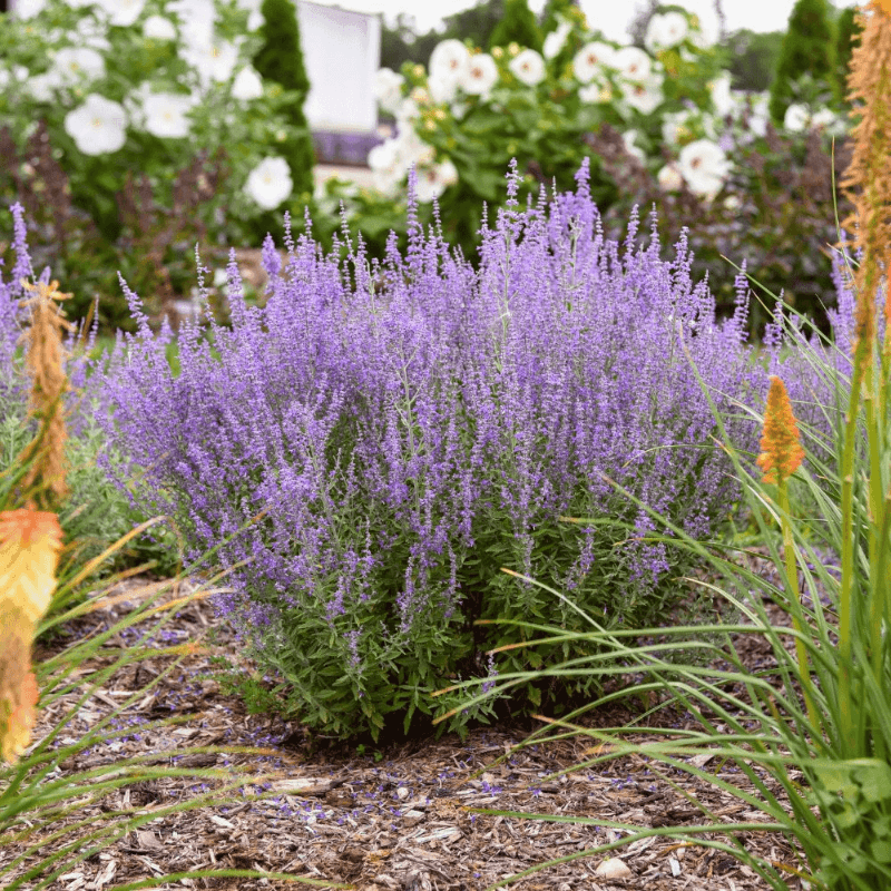 Russian Sage