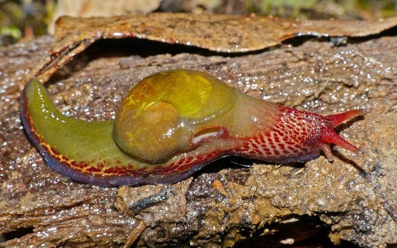 Slugs