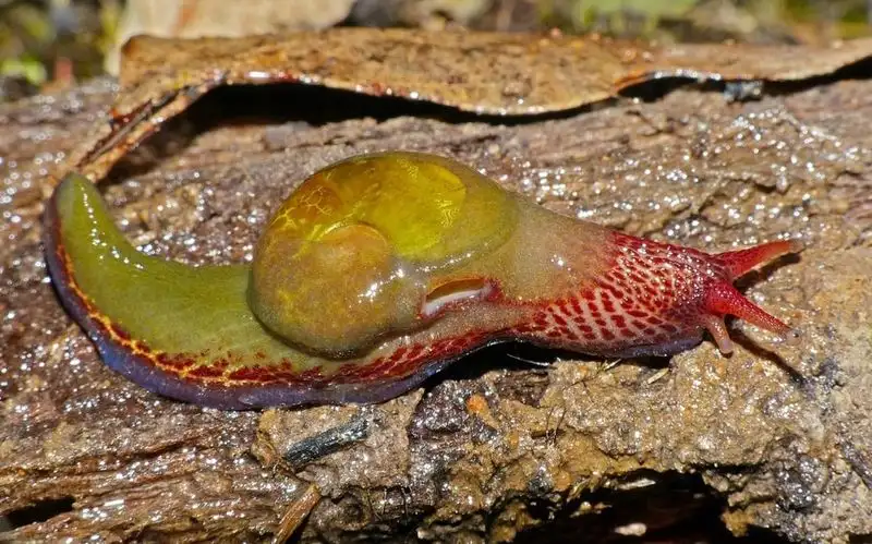Slugs