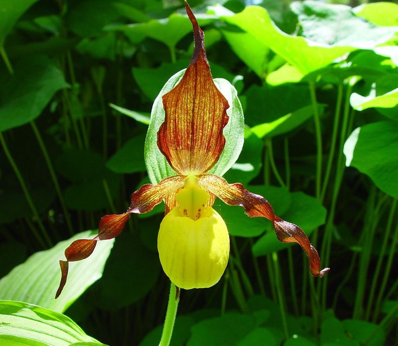 Yellow Lady's Slipper