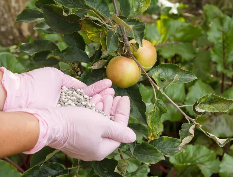 Apple Core Fertilizer