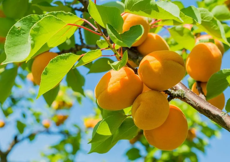 Apricot