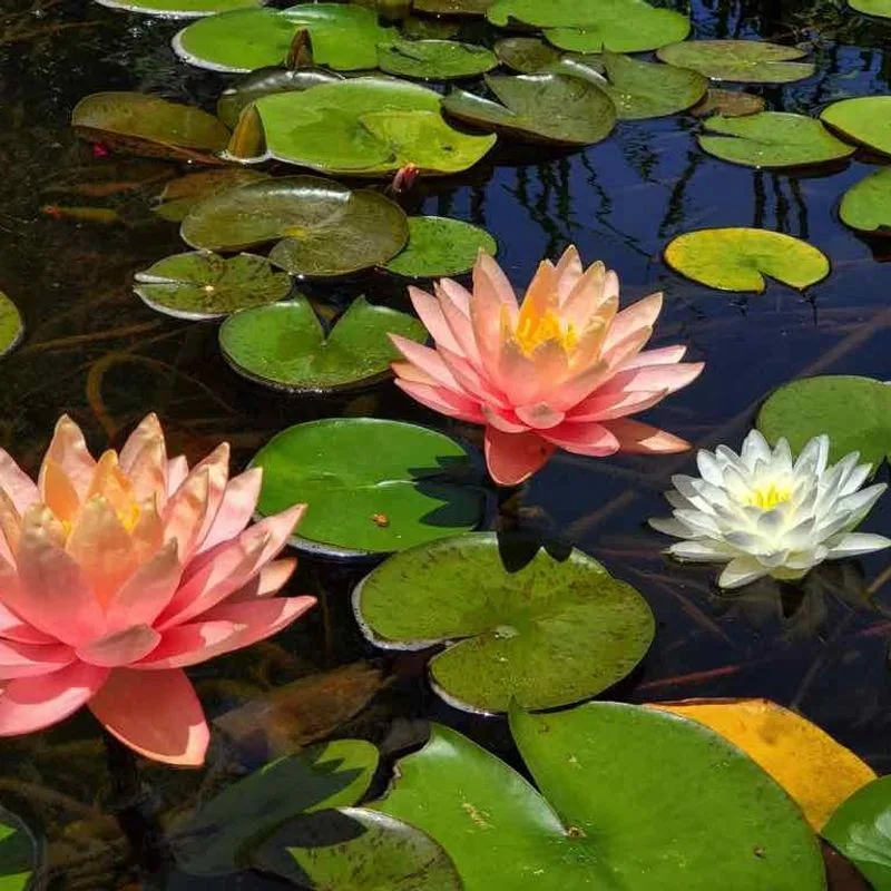 Aquatic Plants