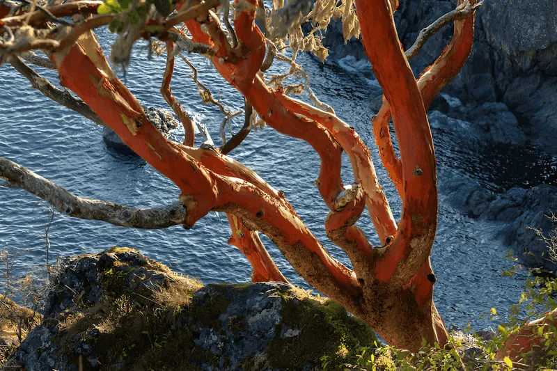 Arbutus Tree
