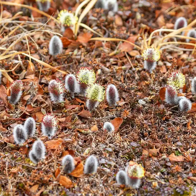 Arctic Willow