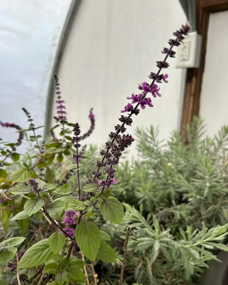 Aromatic Appeal