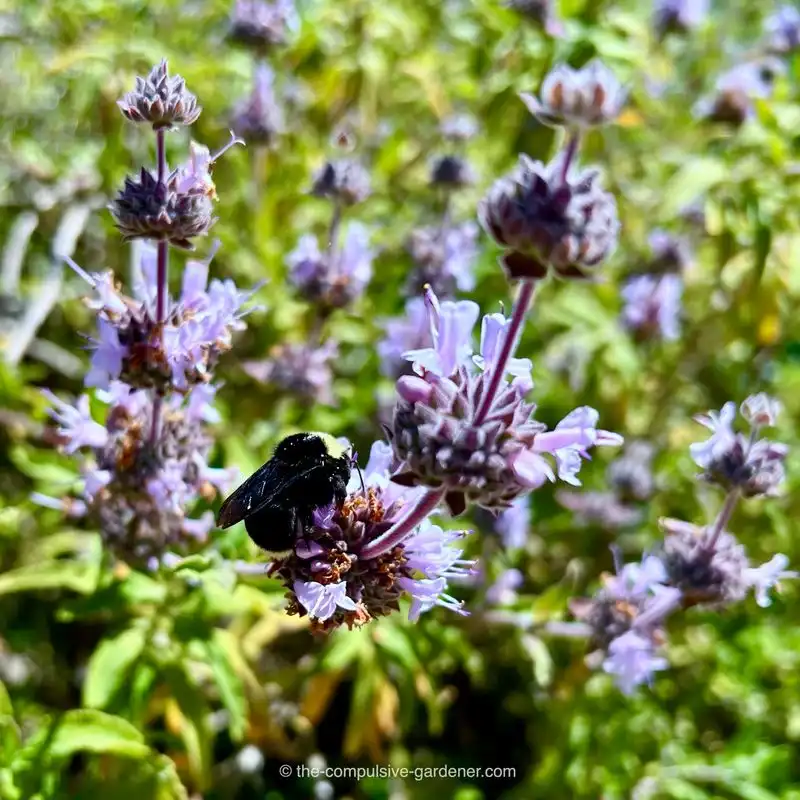 Aromatic Plant Barriers