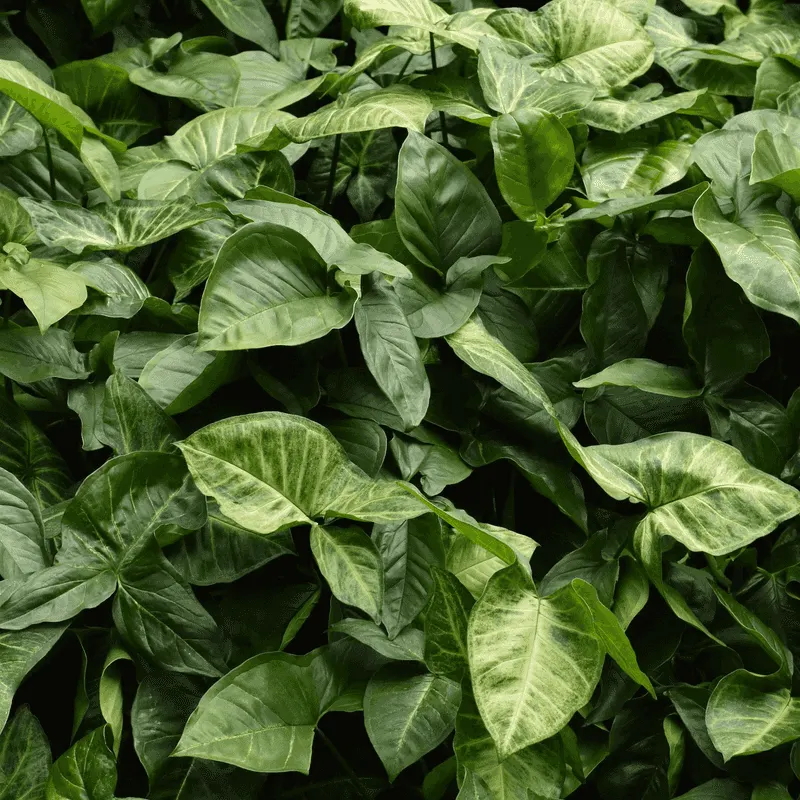 Arrowhead Plant