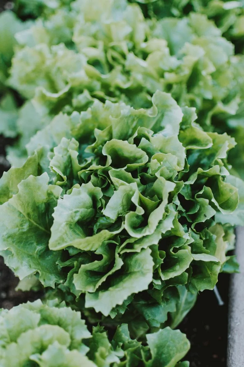 Lettuce