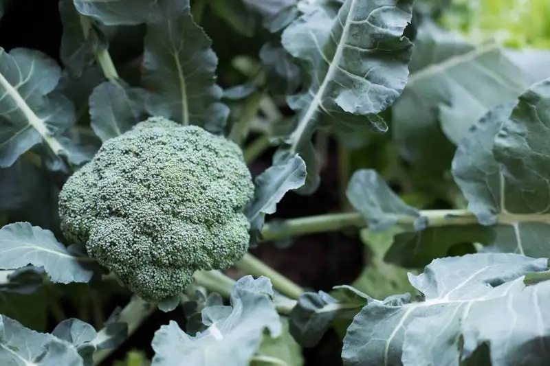 Broccoli
