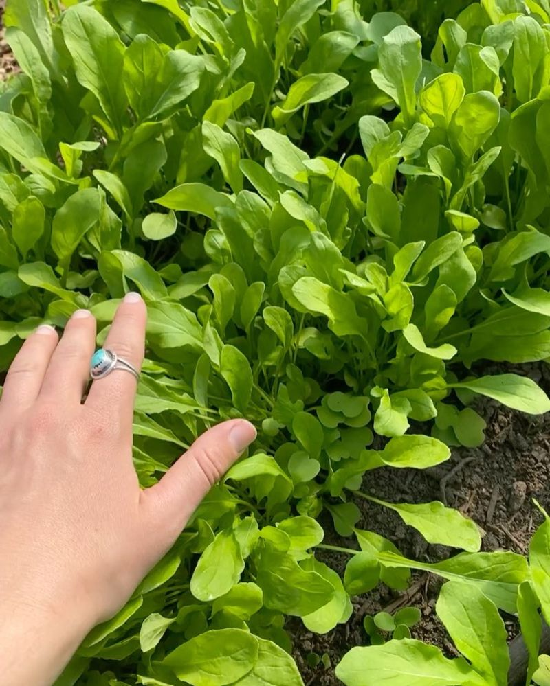 Arugula