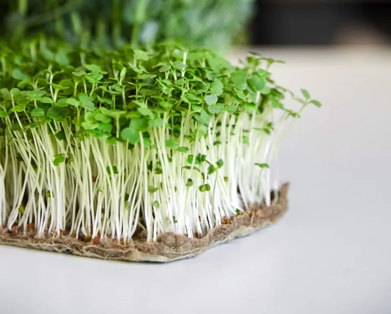 Arugula Microgreens