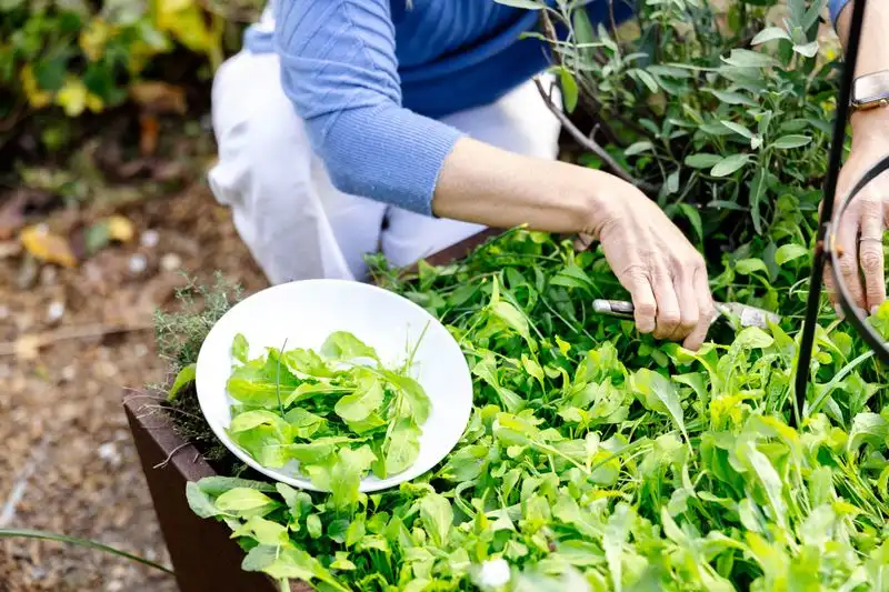 Arugula