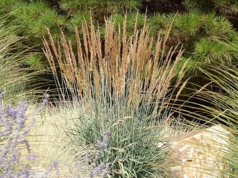 Sorghastrum nutans (Indiangrass)
