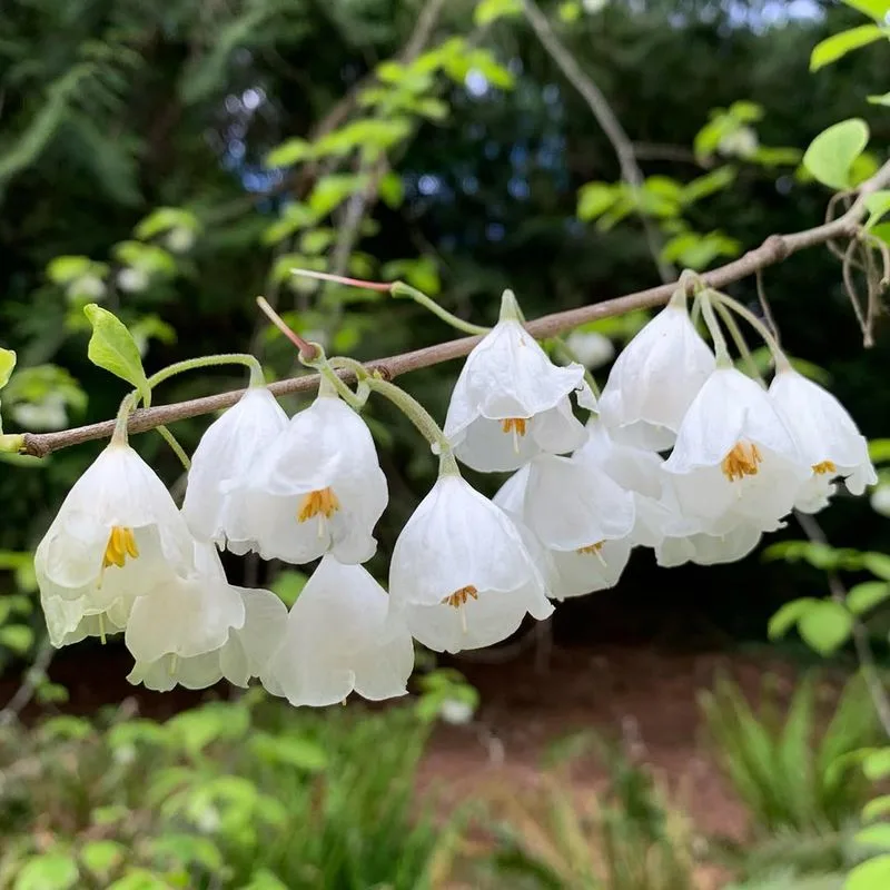 Chinese Silverbell