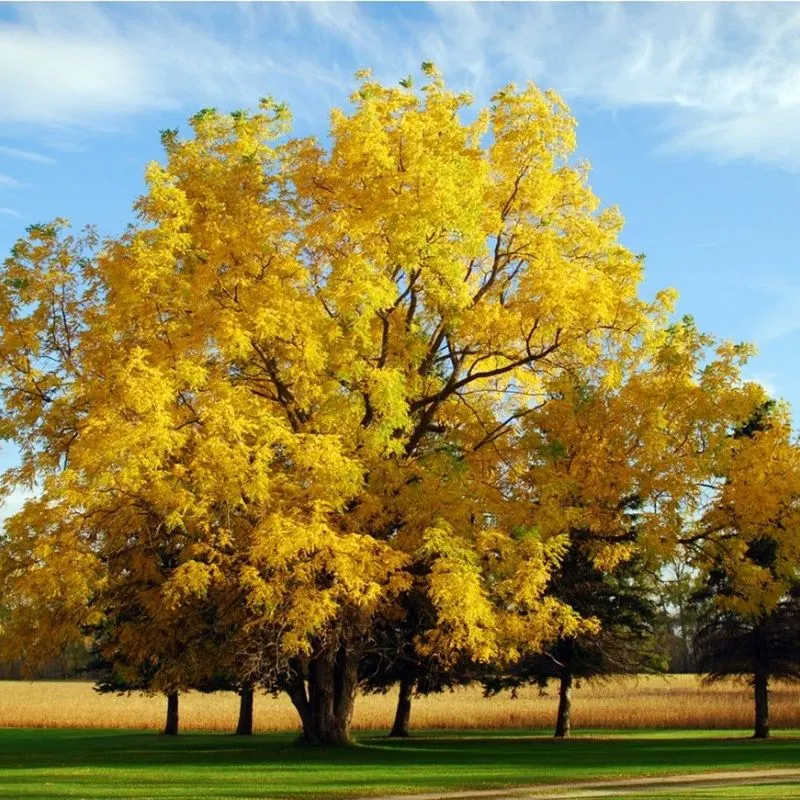 Cherry and Walnut Trees