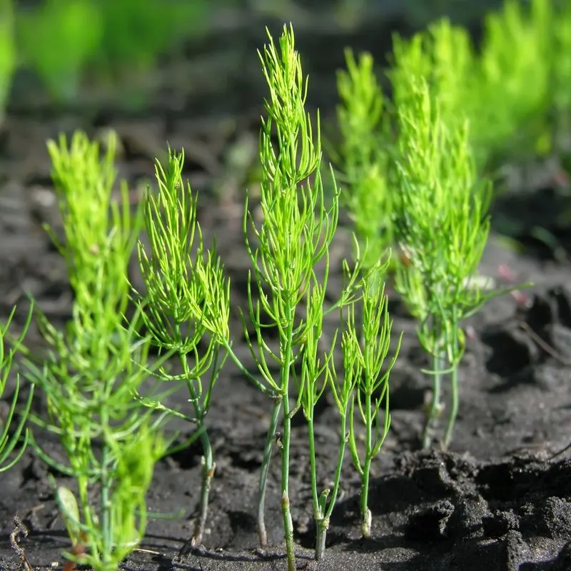 Asparagus