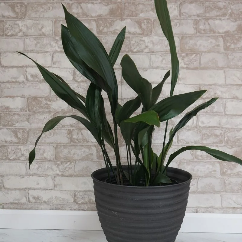 Aspidistra