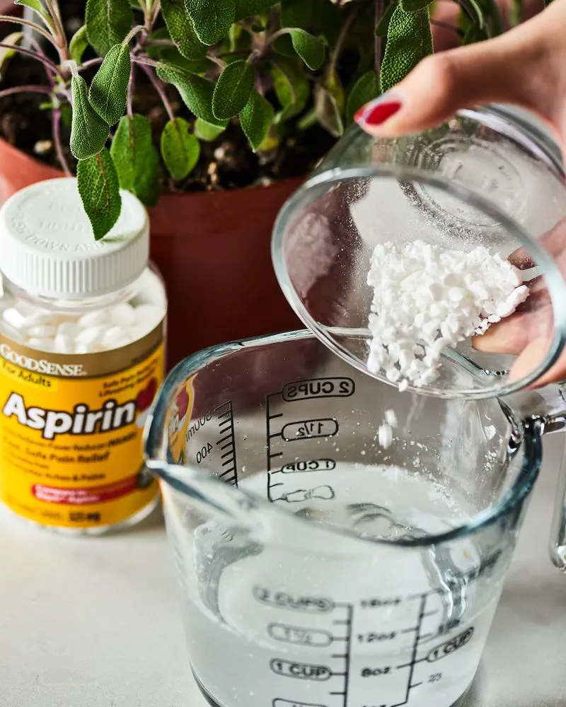 Aspirin in Watering Can for Plant Health