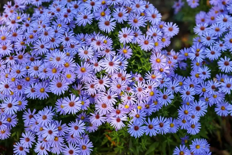 Aster