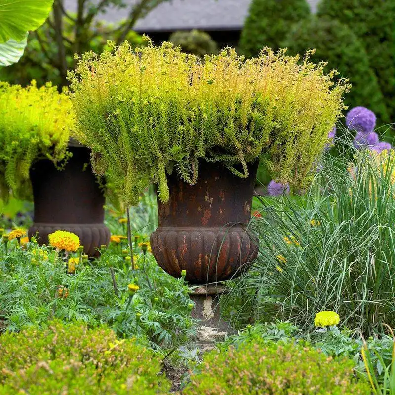 Asters and Sedum
