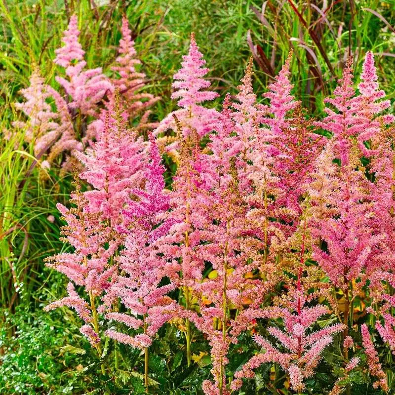 Astilbe