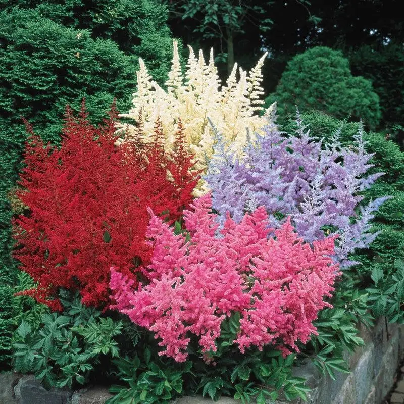 Astilbe