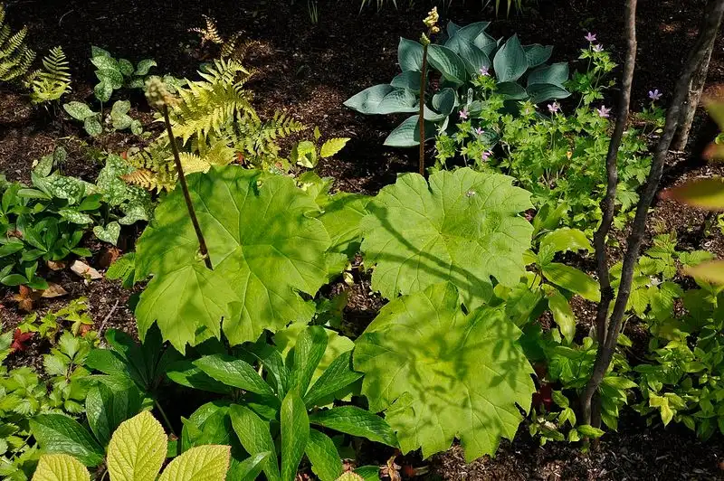 Astilboides tabularis