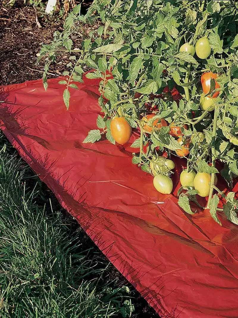 Reflective Mulch