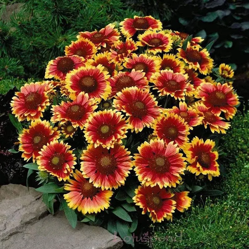 Attracts Pollinators