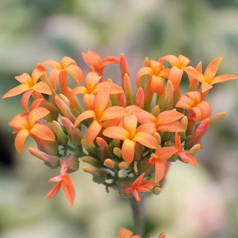 Aurora Borealis Orchid