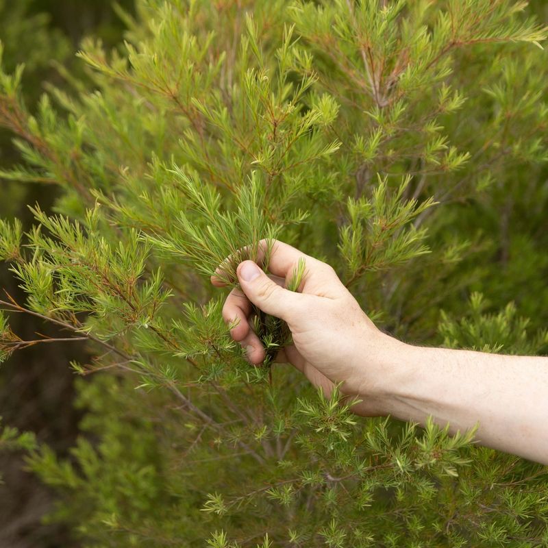 Australian Tea Tree