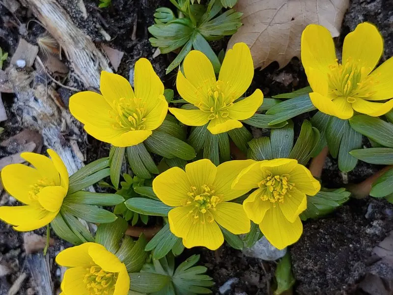 Winter Aconite (Eranthis hyemalis)