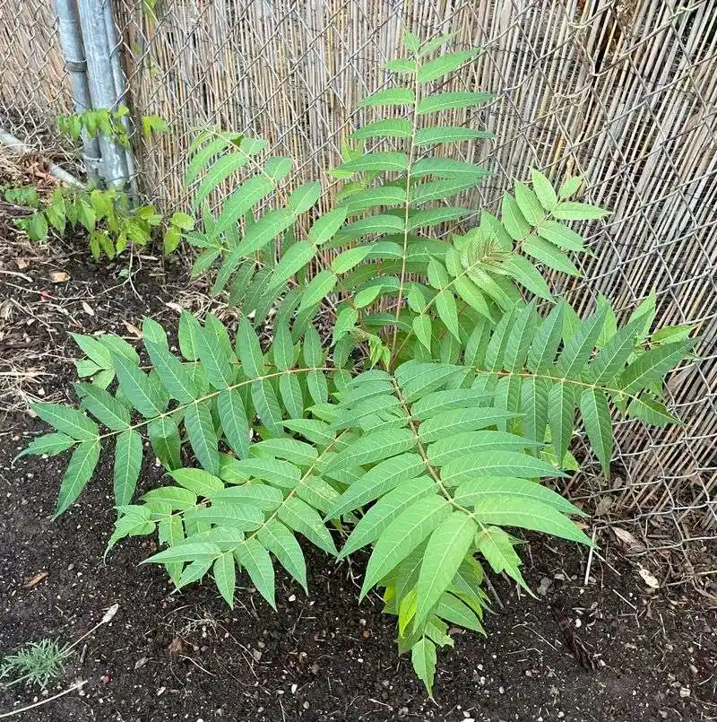 Tree of Heaven