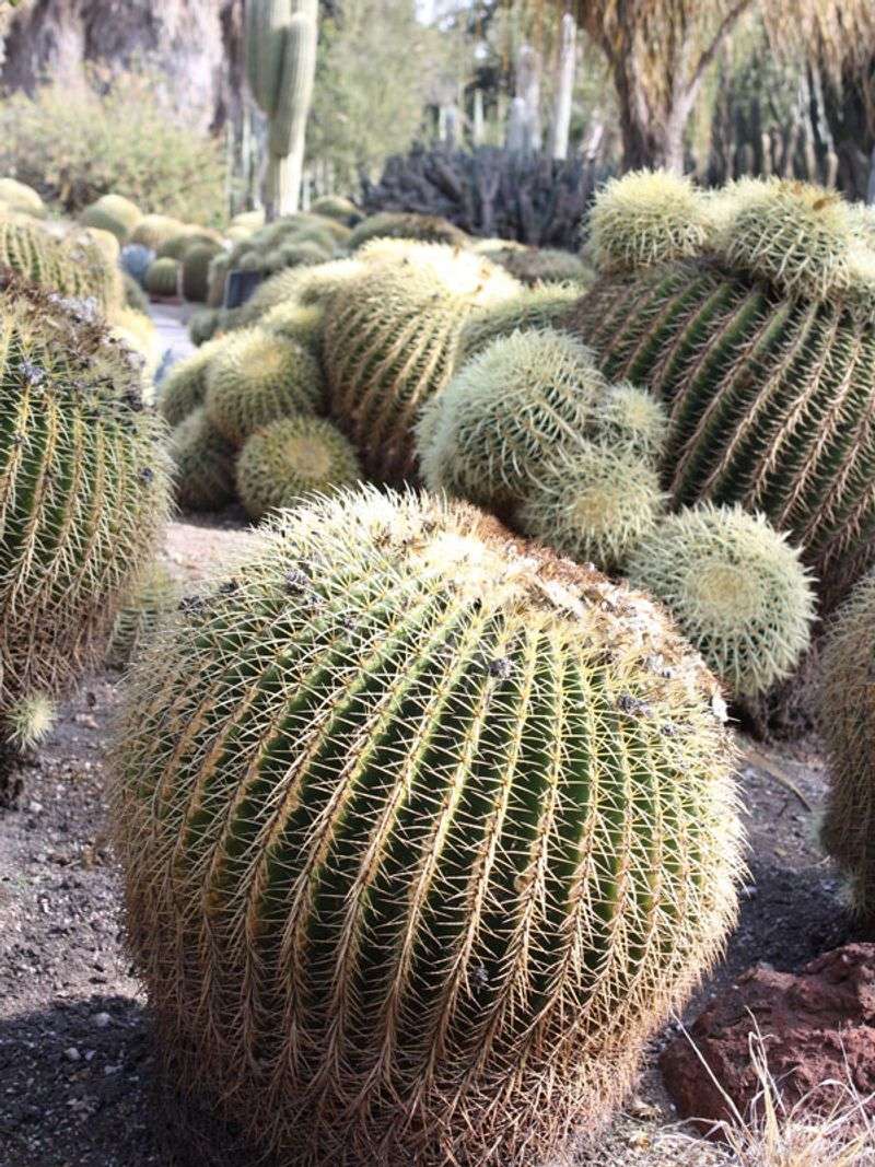 Golden Barrel Cactus