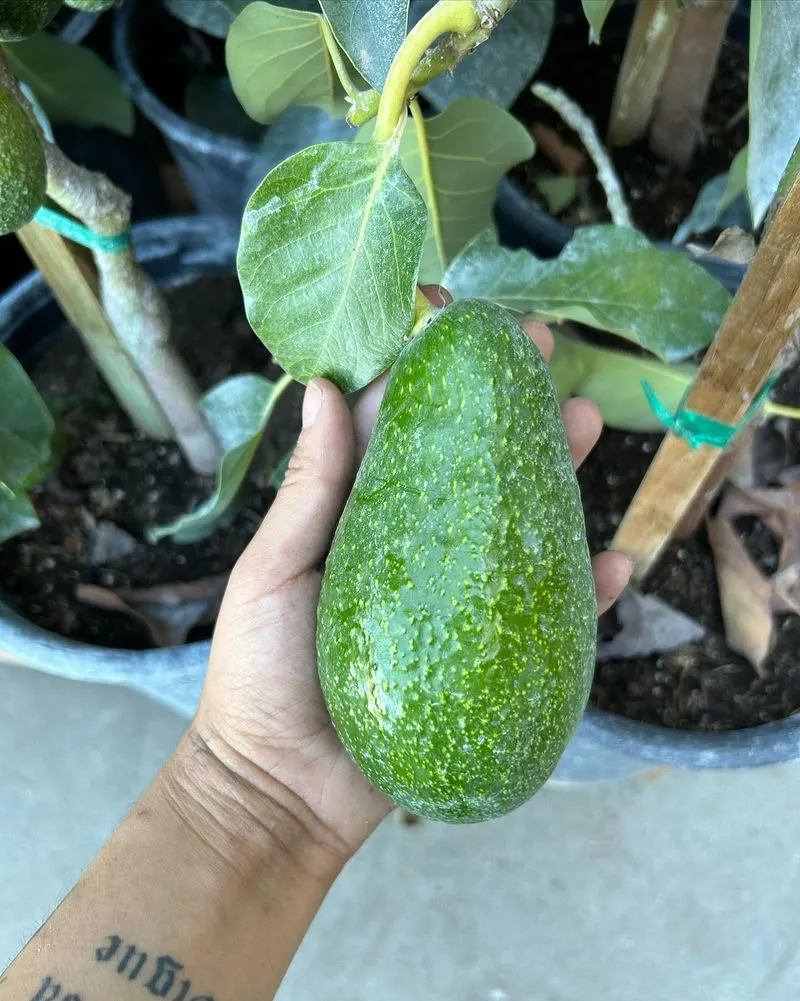 Avocado