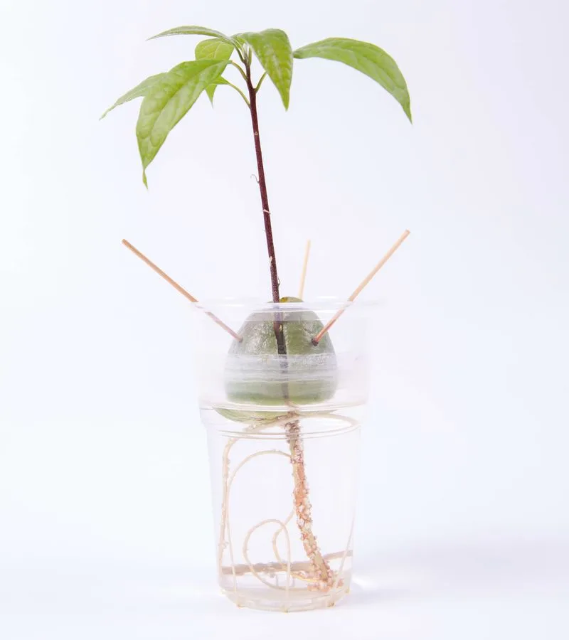 Avocado Pit Starter