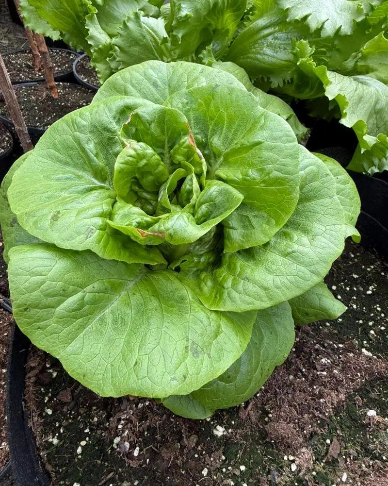 Lettuce
