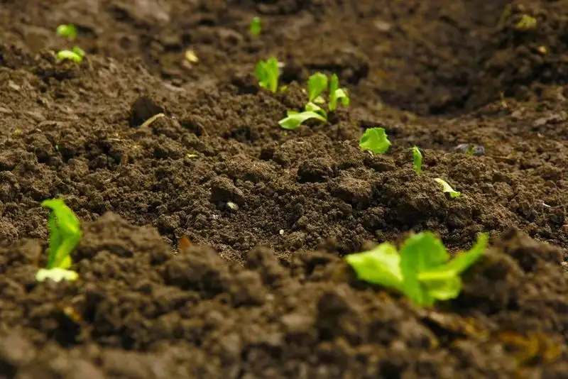 Avoid Ignoring Soil Health
