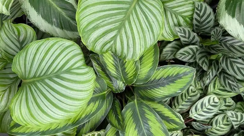 Create a Calathea Oasis