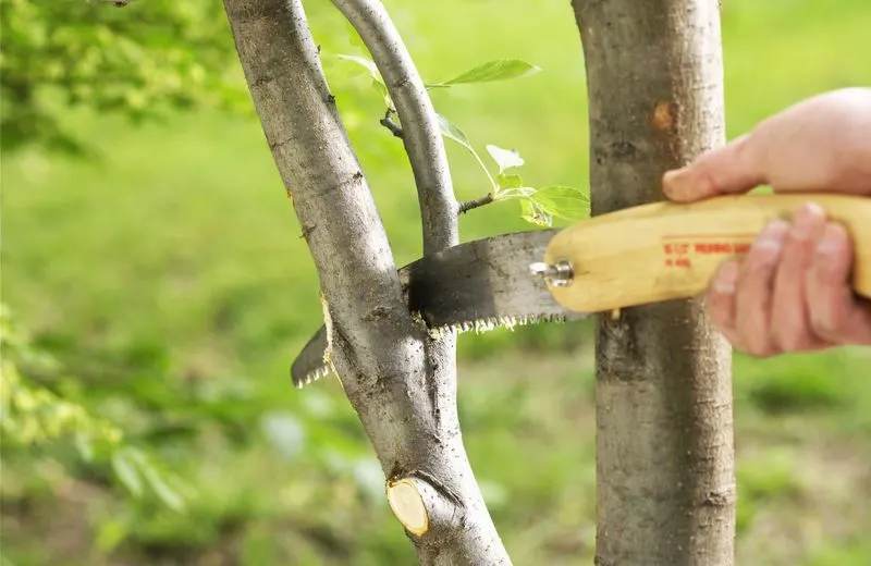 Avoid Heavy Pruning of Trees