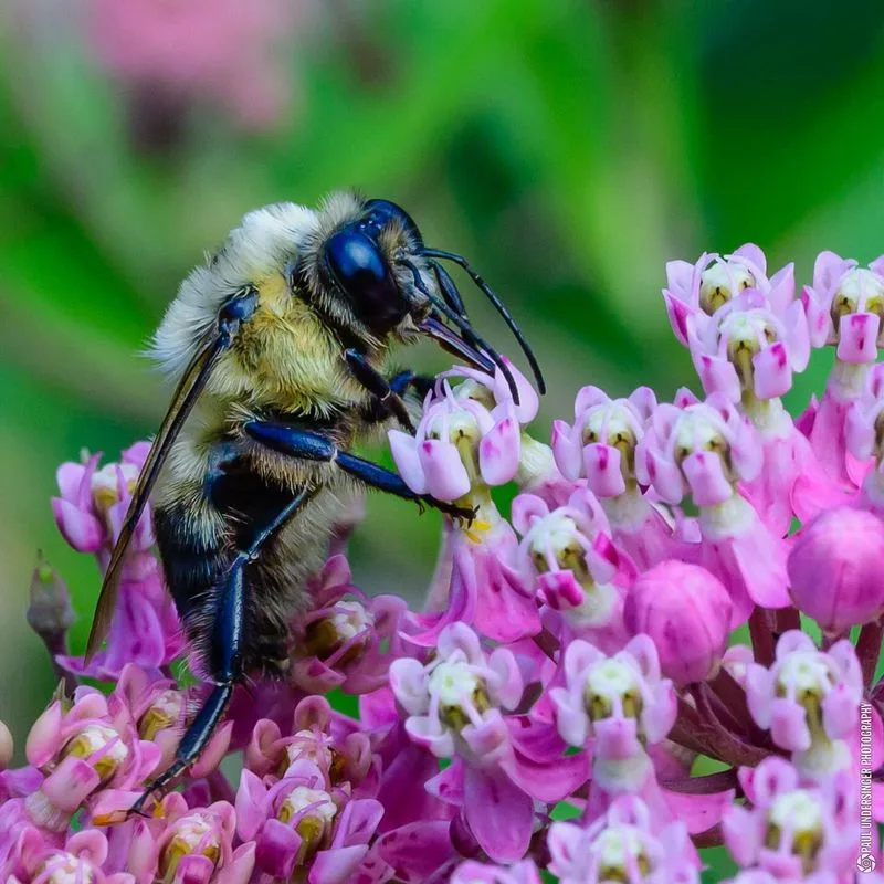 Avoid Pesticides