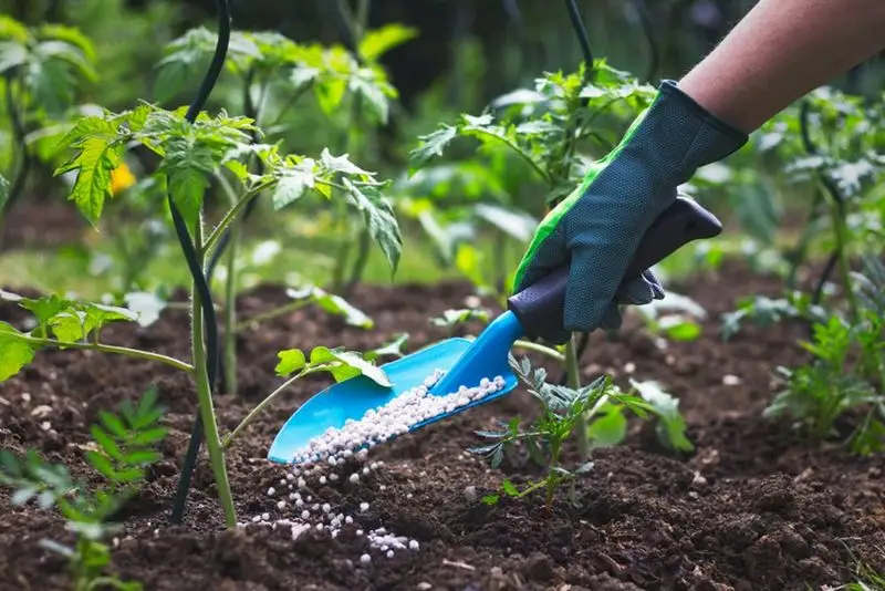 Avoid Heavy Fertilization