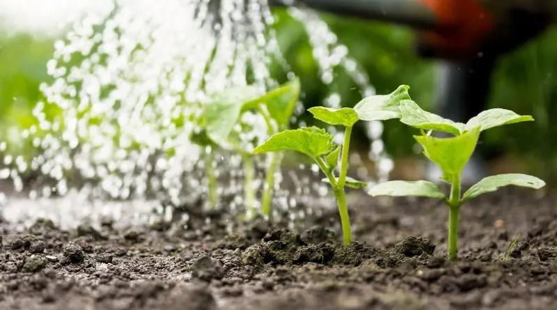 Avoid Overwatering