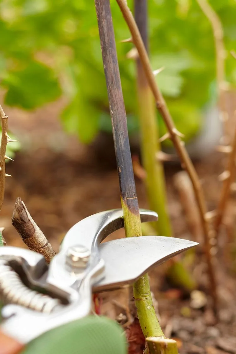 Avoid Pruning Roses