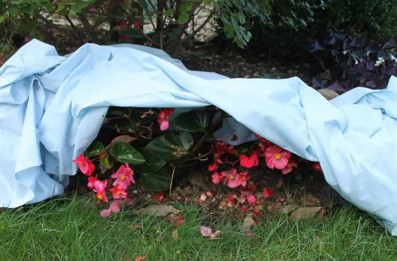 Avoid Planting Frost-Tender Annuals