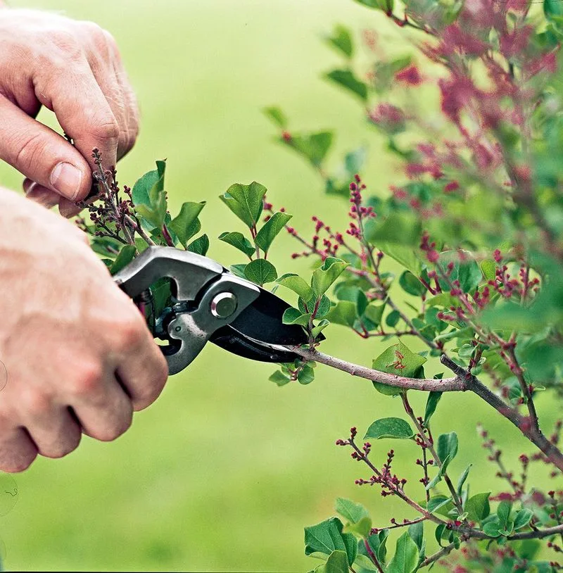Avoid Trimming Spring Bulbs